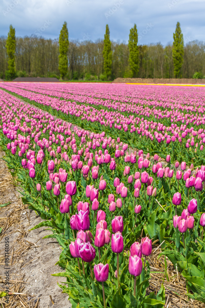 Beautiful orange and yellow tulip fields around Lisse in April