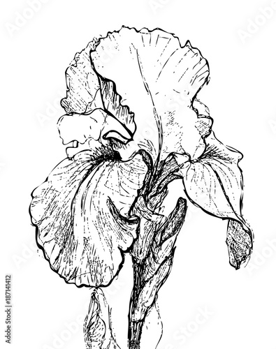 Fototapeta Naklejka Na Ścianę i Meble -  Iris. Isolated vector illustration