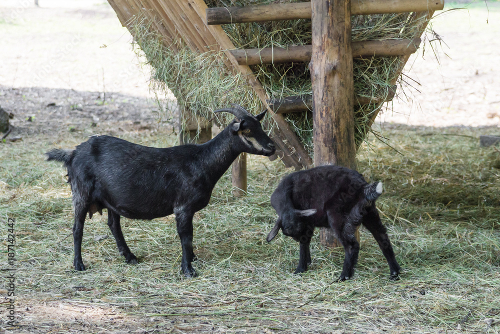 Black goat and goatling eat hay