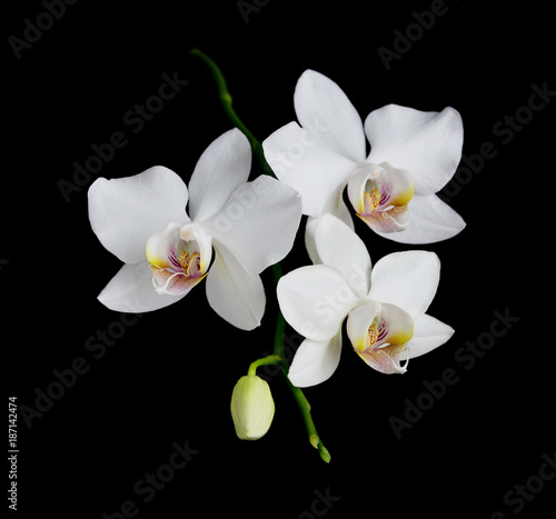 Fototapeta Naklejka Na Ścianę i Meble -  White Orchid on a black background