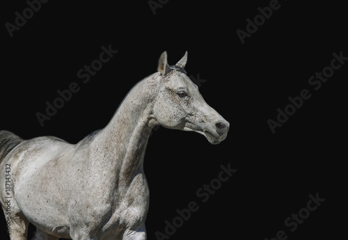 Arabian stallion posing on a black background