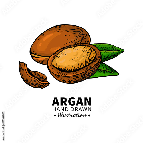 Argan vector drawing.  Organic essential oil sketch.