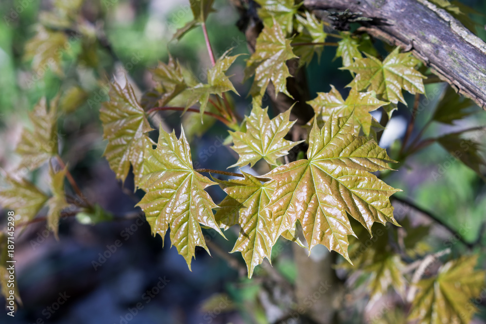 Very young fresh maple leaves (Acer platanoides) in spring forest. Leaves are highlighted by the sun. Natural background. Selective focus. Very young fresh maple leaves (Acer platanoides) in spring forest. Leaves are highlighted by the sun. Natural background. Selective focus.