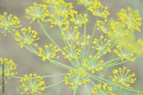 Dill flower with soft focus