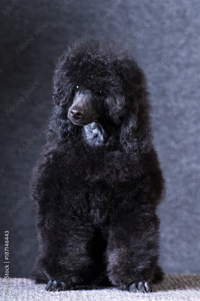 Poodle portrait at studio Poodle portrait at studio