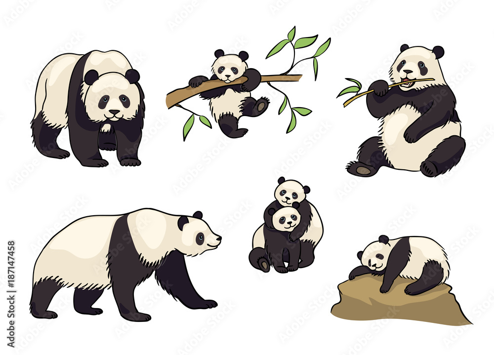 Naklejka premium Zestaw ilustracji wektorowych Pandy