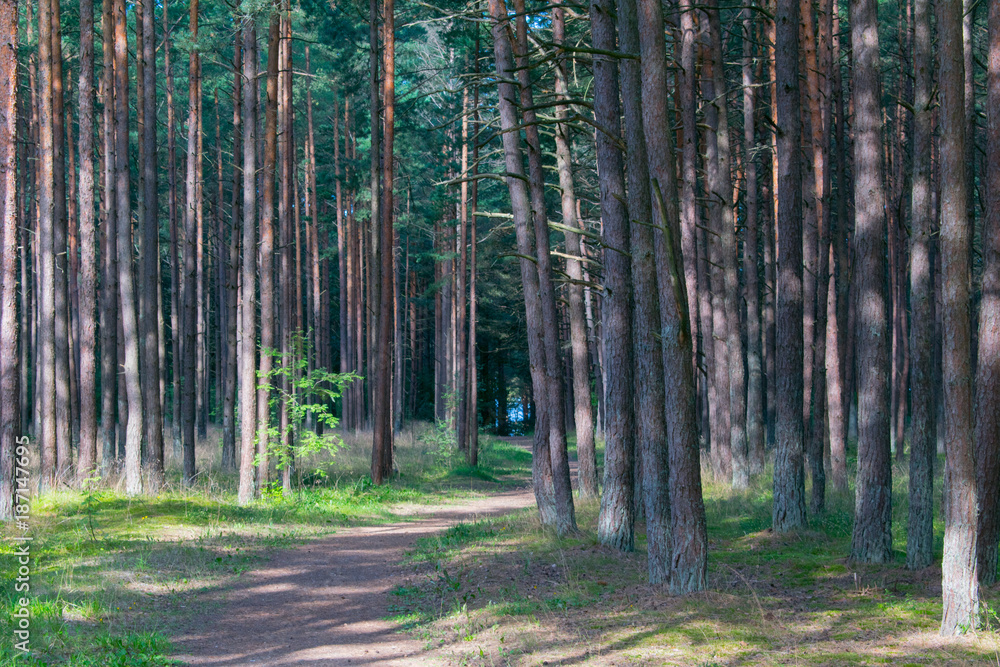 forest in palanga forest in palanga