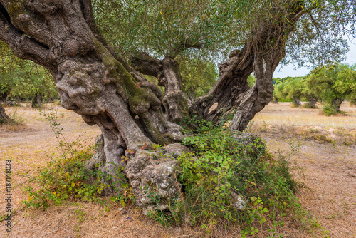 Olive field with big old tree roots and trunk. Zakynthos Island  Greece.