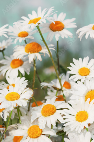 Chamomile flowers field  in sun ligh.