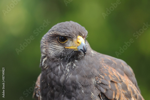 Close-up portrait of Harris's Hawk or Harris Hawk (Parabuteo unicinctus) falcon, looking for prey