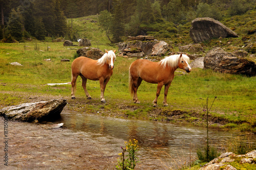 Two Haflinger horses with blond mane on a meadow in the mountains  Tyrol  Austria.   