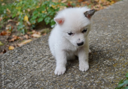 a little white puppy © oljasimovic