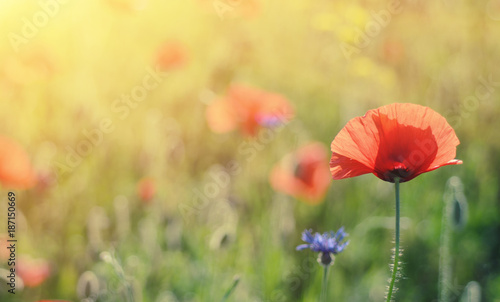 Red poppy flowers blooming in the green grass field with sun light, floral natural spring background, can be used as image for remembrance and reconciliation day