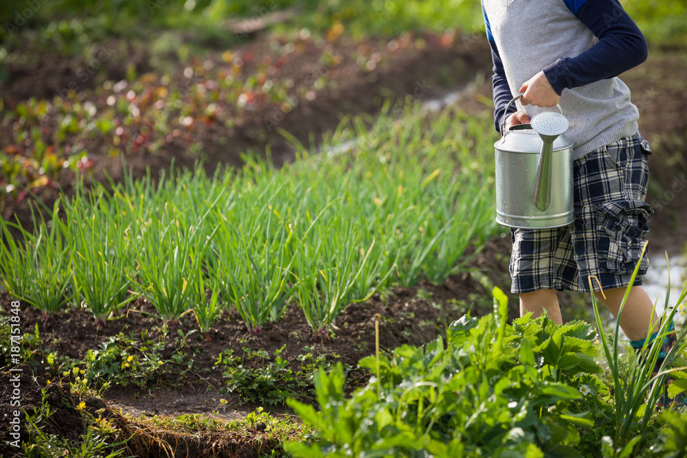Naklejka premium Cute little toddler boy watering plants with watering can in the garden. Adorable little child helping parents to grow vegetables and having fun. Activities with children outdoors.