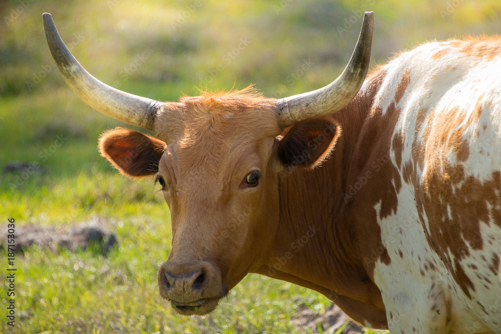 Brown Cow with Horns