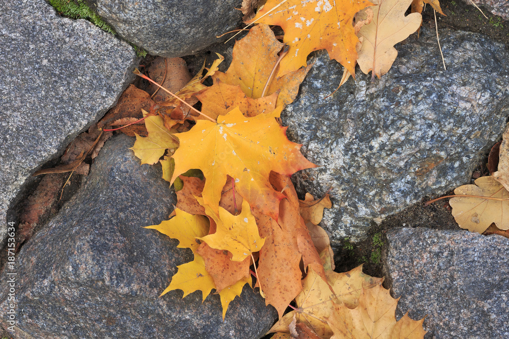 Autumn colored maple leaves on stones.