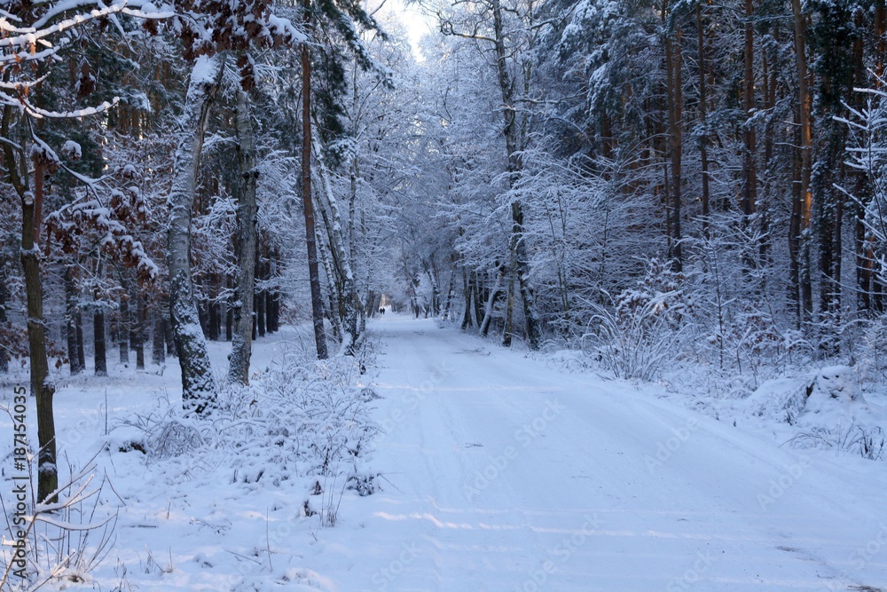 Winterwald Winterwald