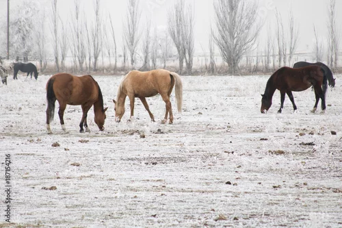 Obraz Konie pasące się na śniegu