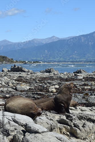 Close up seals Kaikoura bay in New Zealand landscape