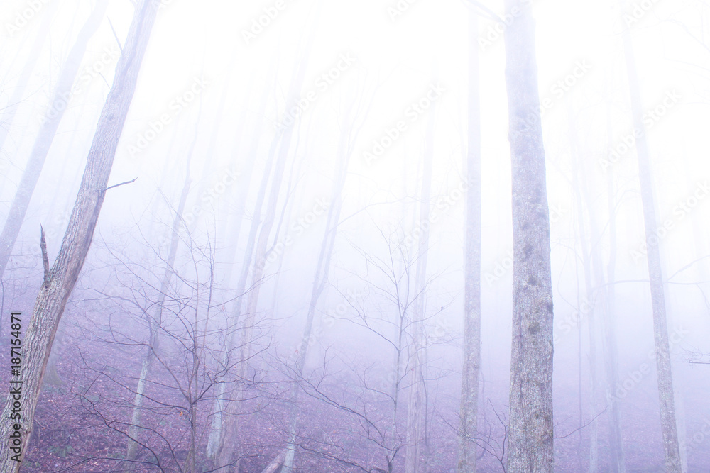 Obraz premium Fog Woods in the Deep Mysterious Forest of the Mountains