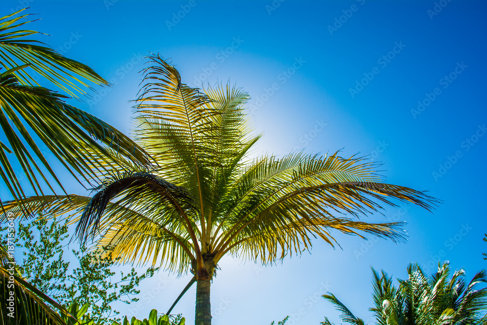 Palmen im Paradies