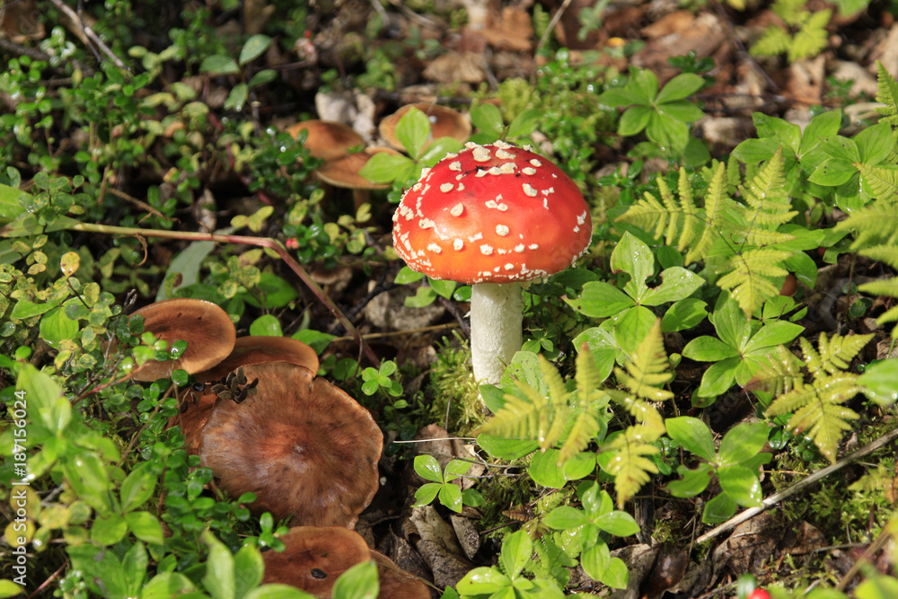 Rain Forest in parts of Alaska produces many mushrooms and they are very colorful along the hiking trails. Rain Forest in parts of Alaska produces many mushrooms and they are very colorful along the hiking trails.