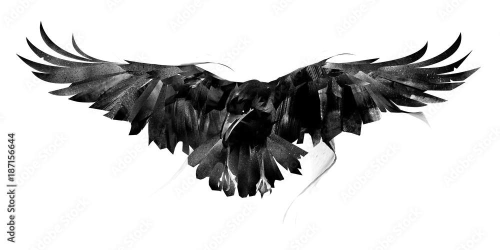 Obraz drawn flying crow on white background front