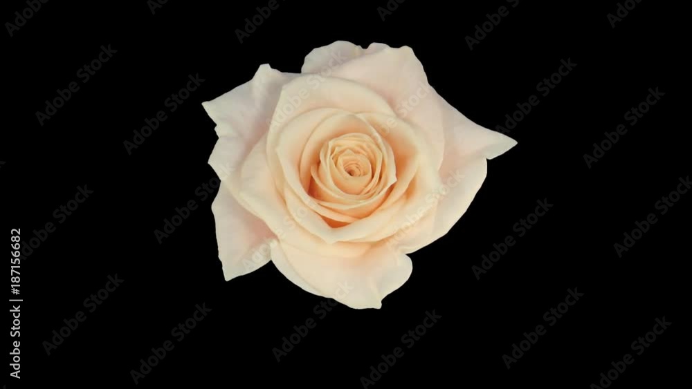 Time-lapse of opening bone white Medeo rose 2a0 in Animation format with ALPHA transparency channel isolated on black background, top view Time-lapse of opening bone white Medeo rose 2a0 in Animation format with ALPHA transparency channel isolated on black background, top view