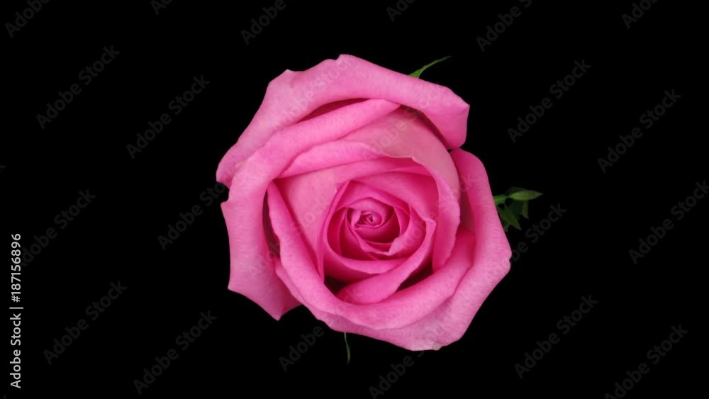 Time-lapse of opening pink rose 1x1 in Animation format with ALPHA transparency channel isolated on black background Time-lapse of opening pink rose 1x1 in Animation format with ALPHA transparency channel isolated on black background