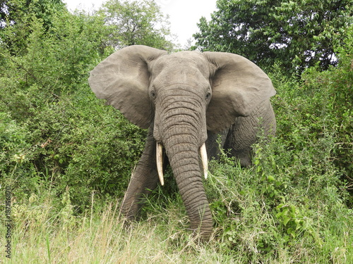 Elefanten in Afrika - Uganda - Wildlife