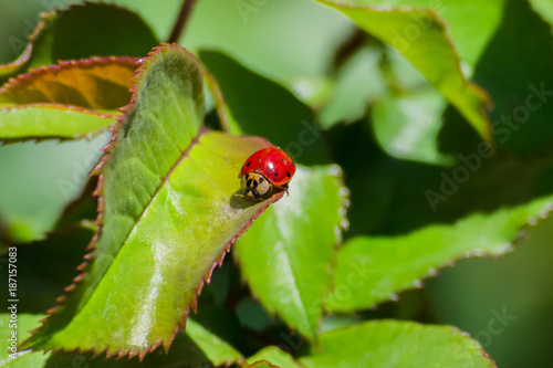 Ladybug Life © Tyler