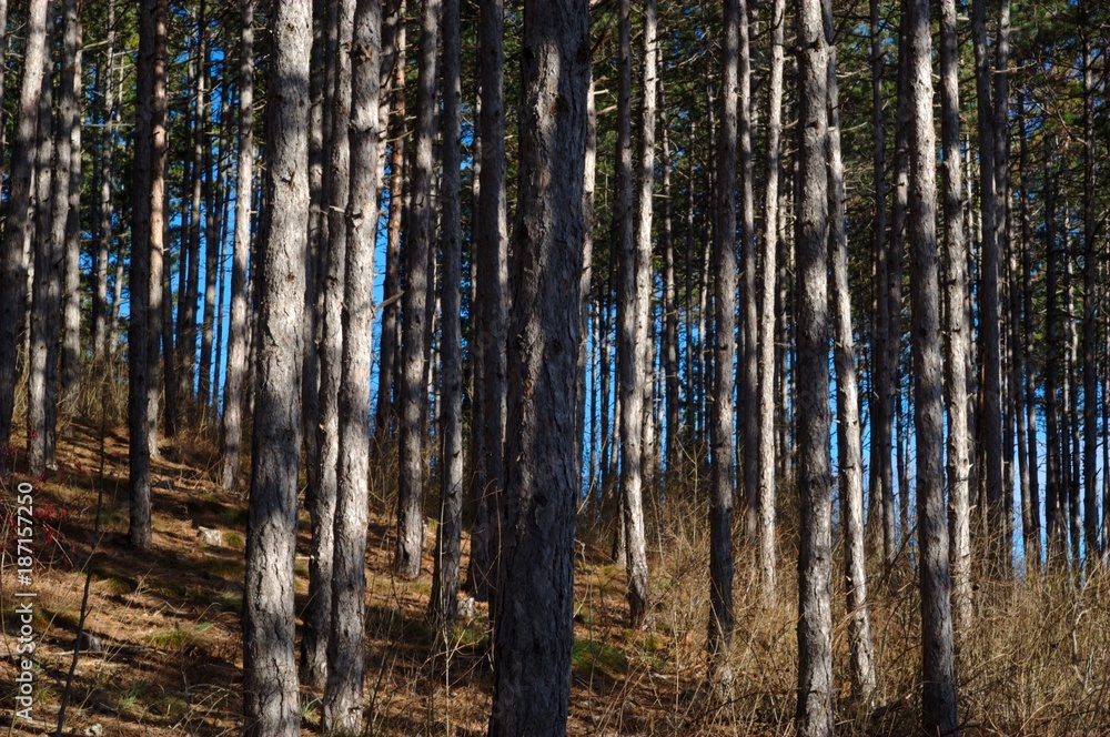Fototapeta premium Wald im Herbst
