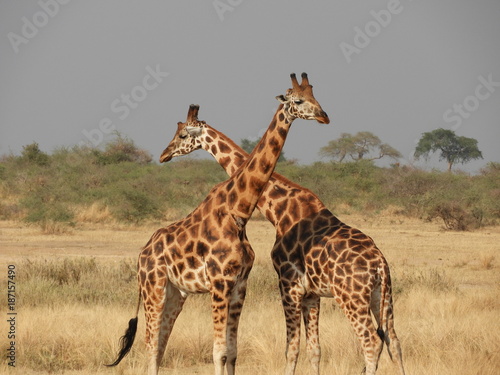 This is africa - Giraffe 
