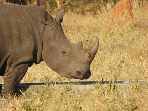 Willkommen in Afrika - Nashorn 