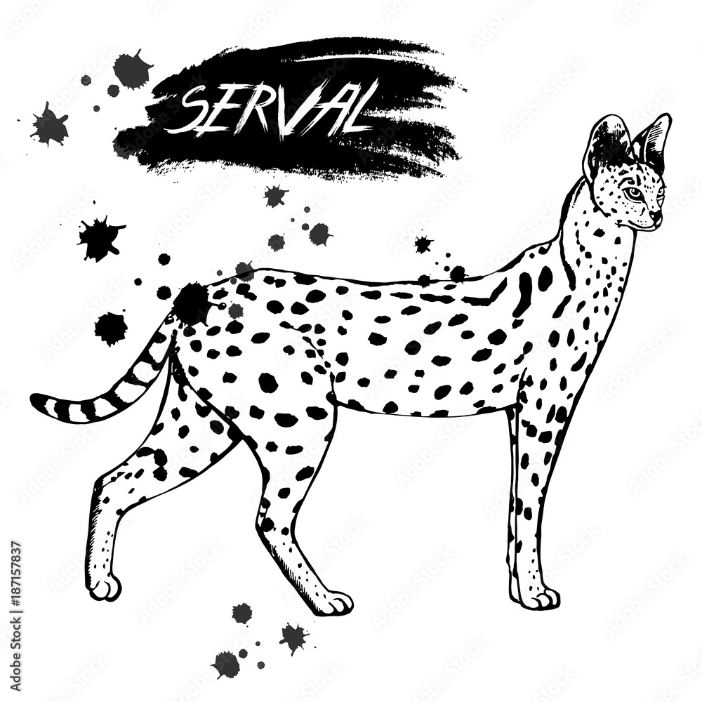 Hand drawn sketch style serval. Vector illustration isolated on white background. Hand drawn sketch style serval. Vector illustration isolated on white background.