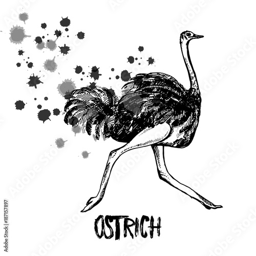 Hand drawn sketch of ostrich. Vector illustration isolated on white background.