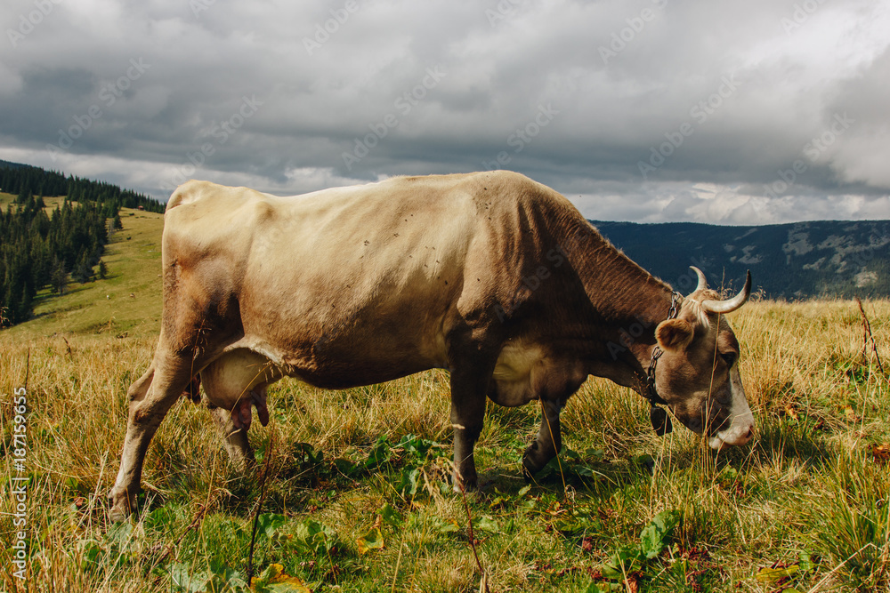 Cow grazing on meadow in mountains
