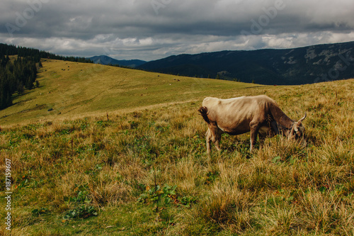 Cow grazing on meadow in mountains