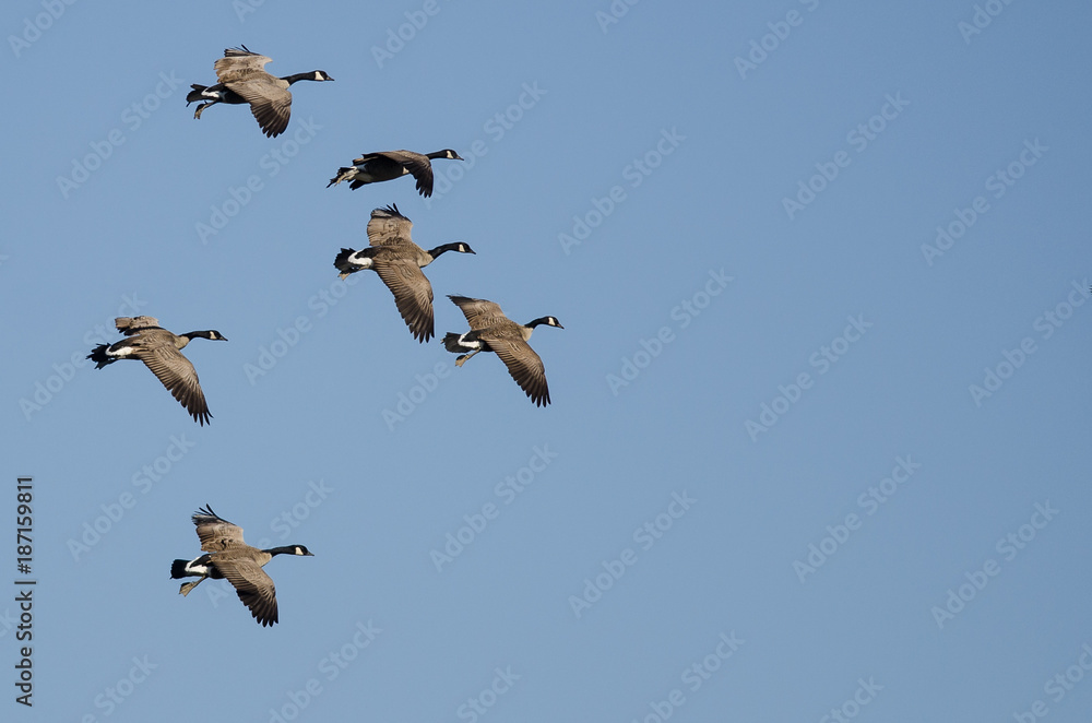 Fototapeta premium Flock of Canada Geese Flying in a Blue Sky