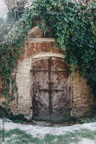 Fototapeta Naklejka Na Ścianę i Meble -  Old wooden door with ivy