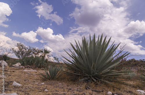 Maguey plants field to produce Mezcal, Puebla, Mexico