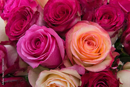 Beautiful roses closeup