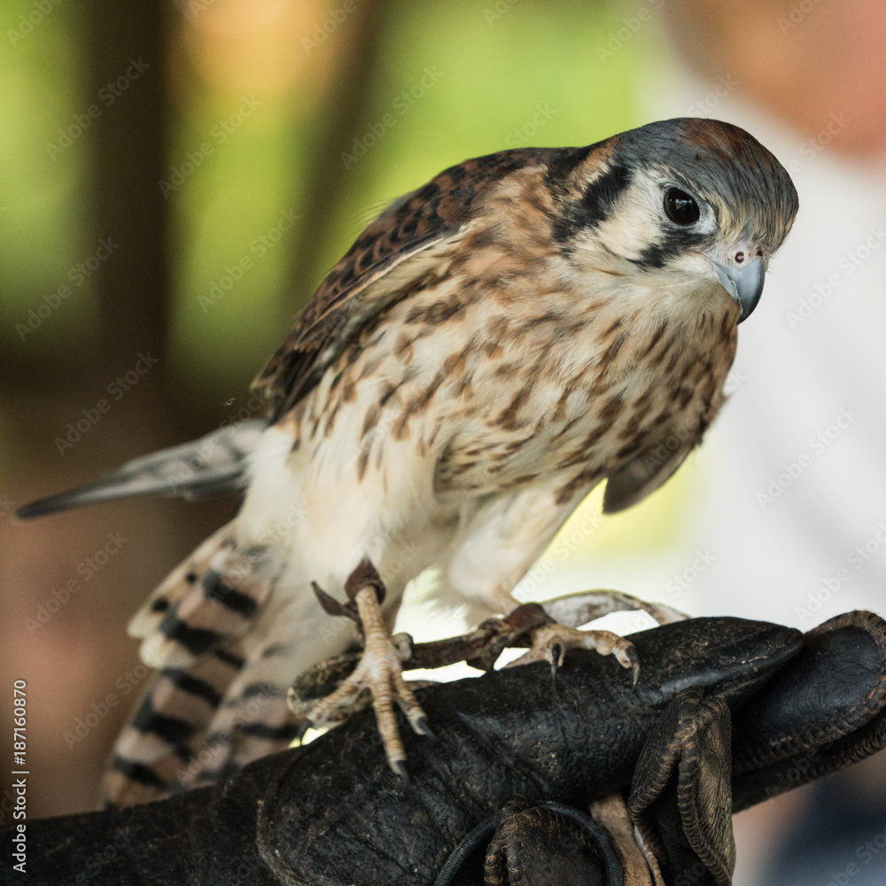 Hawk Hawk
