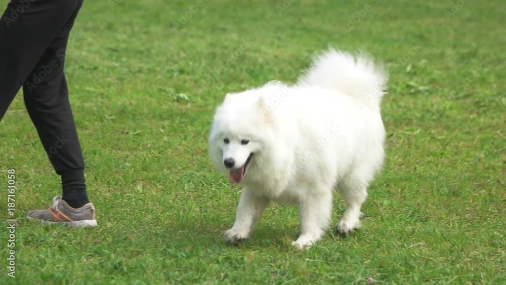 Samoyed dog is walking in slow motion. Samoyed dog is waking on grass. Samoyed dog is walking in slow motion. Samoyed dog is waking on grass.