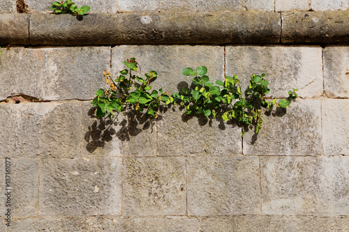 plants on the old stone wall