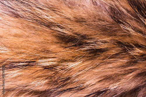 Obraz na plátně texture of faux fur, imetiruyuschaya fur animals, abstract background