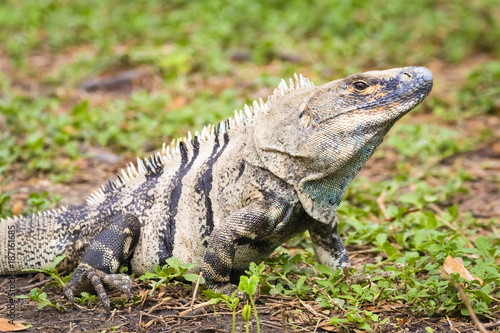 Gr  ner Leguan - Iguana iguana