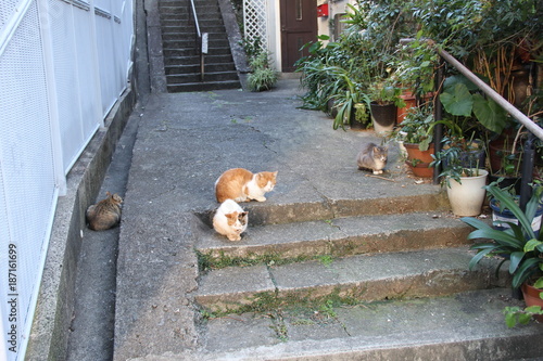 野良猫の集まる階段のある風景(長崎県)