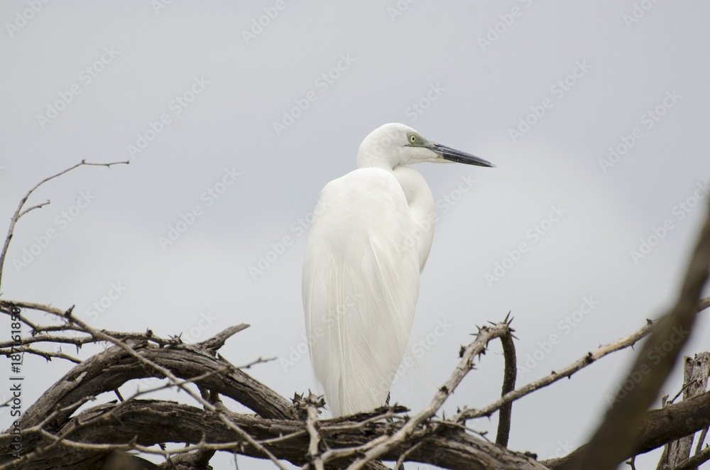 Airone bianco sul lago Baringo, Kenya Airone bianco sul lago Baringo, Kenya