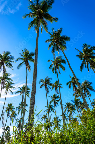  Coconut palm tree grove  Cocos nucifera  in Hawaii